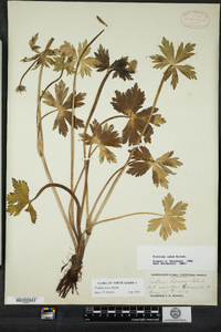 Trollius laxus image