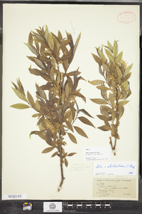 Salix ehrhartiana image