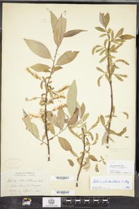 Salix ehrhartiana image