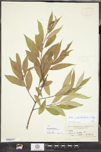 Salix ehrhartiana image
