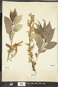 Salix lucida image