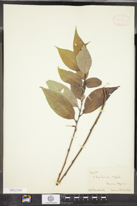 Salix lucida image