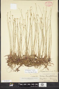 Eleocharis elliptica image