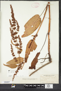 Rumex obtusifolius image