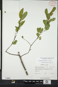 Ilex mucronata image