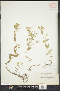 Hypericum mutilum image