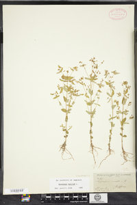 Hypericum mutilum image