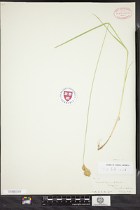 Carex scoparia image