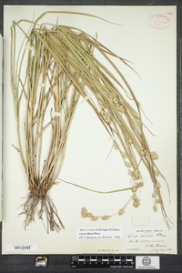 Carex silicea image