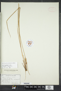Carex stenolepis image
