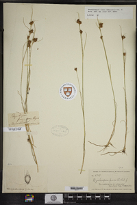 Rhynchospora fusca image