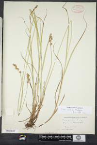 Carex normalis image