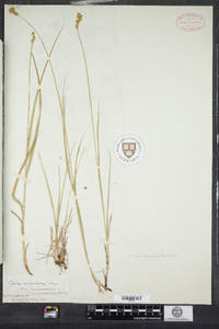 Carex normalis image