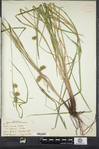 Carex lurida image