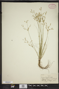 Juncus tenuis image