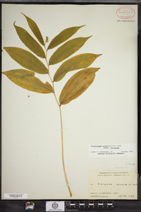 Maianthemum racemosum image