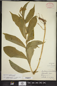 Maianthemum racemosum image