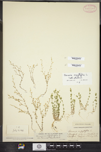 Arenaria serpyllifolia image