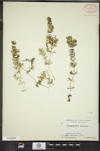 Ceratophyllum demersum image