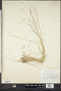 Agrostis scabra image