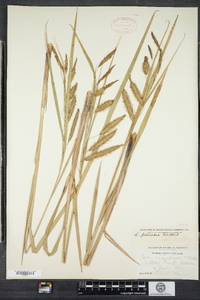 Carex paleacea image