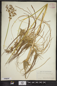 Juncus militaris image