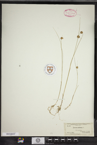 Juncus nodosus image