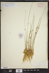 Juncus filiformis image