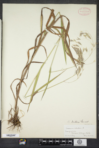 Bromus ciliatus image