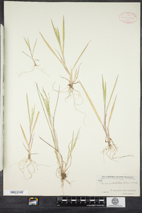 Panicum dichotomiflorum image