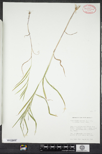 Muhlenbergia mexicana image