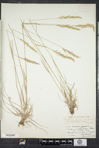 Trisetum spicatum image