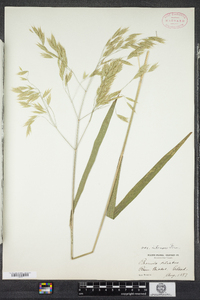 Bromus ramosus image