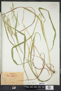 Bromus ramosus image