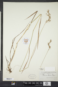 Bromus kalmii image