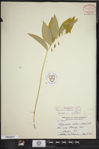 Polygonatum pubescens image