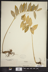 Polygonatum pubescens image