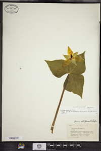 Trillium erectum image