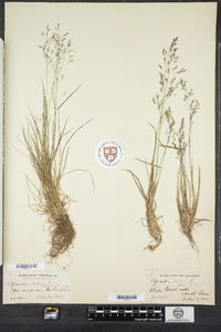 Agrostis mertensii image