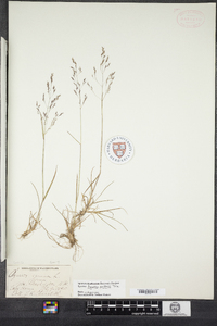 Agrostis mertensii image