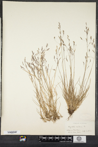 Agrostis mertensii image