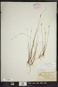 Juncus dichotomus image