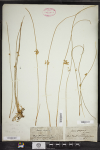 Juncus filiformis image