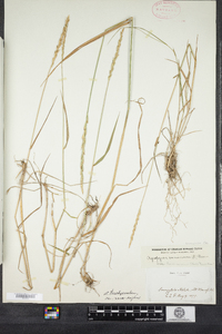 Elymus trachycaulus image