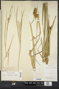 Carex typhina image