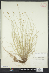 Carex radiata image