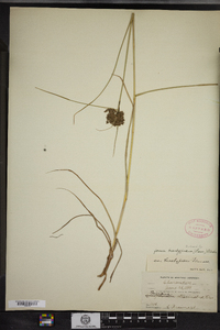 Scirpus atrocinctus image