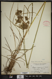 Scirpus atrocinctus image