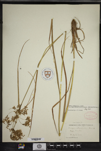 Scirpus atrocinctus image