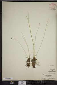 Trichophorum cespitosum image